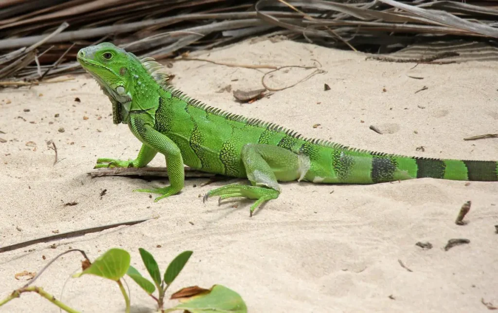 green-iguana