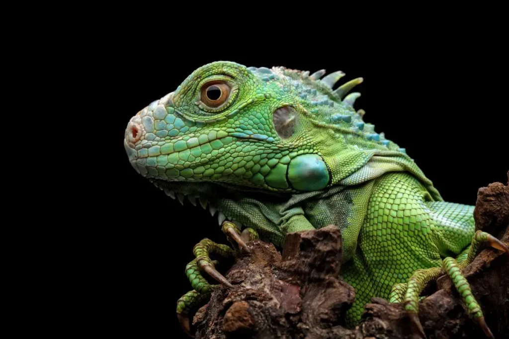 iguana-head