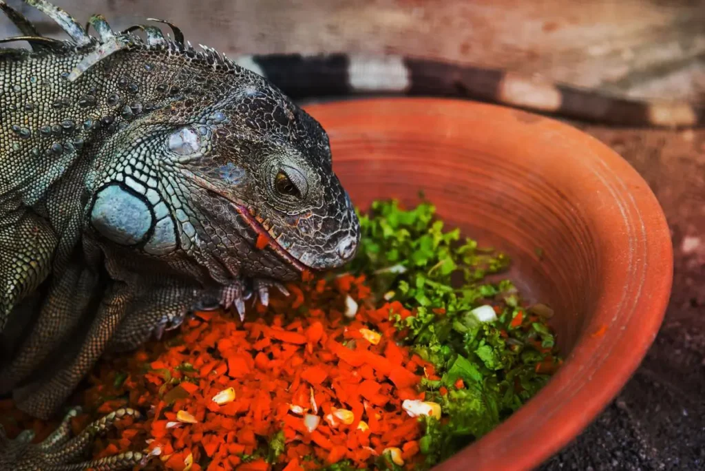 iguana-pet-food