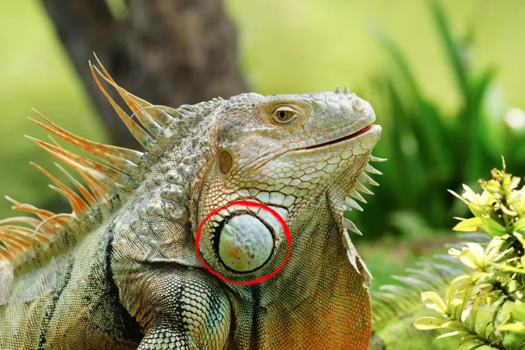 iguana-subtympanic-shield