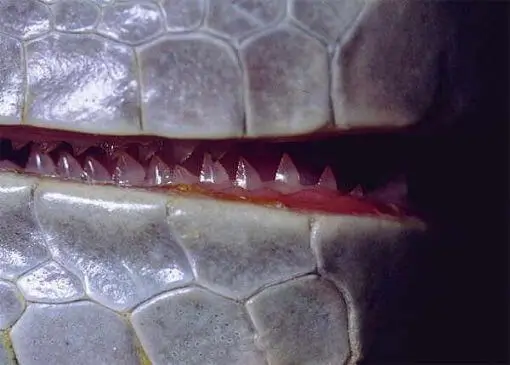 baby-iguana-teeth