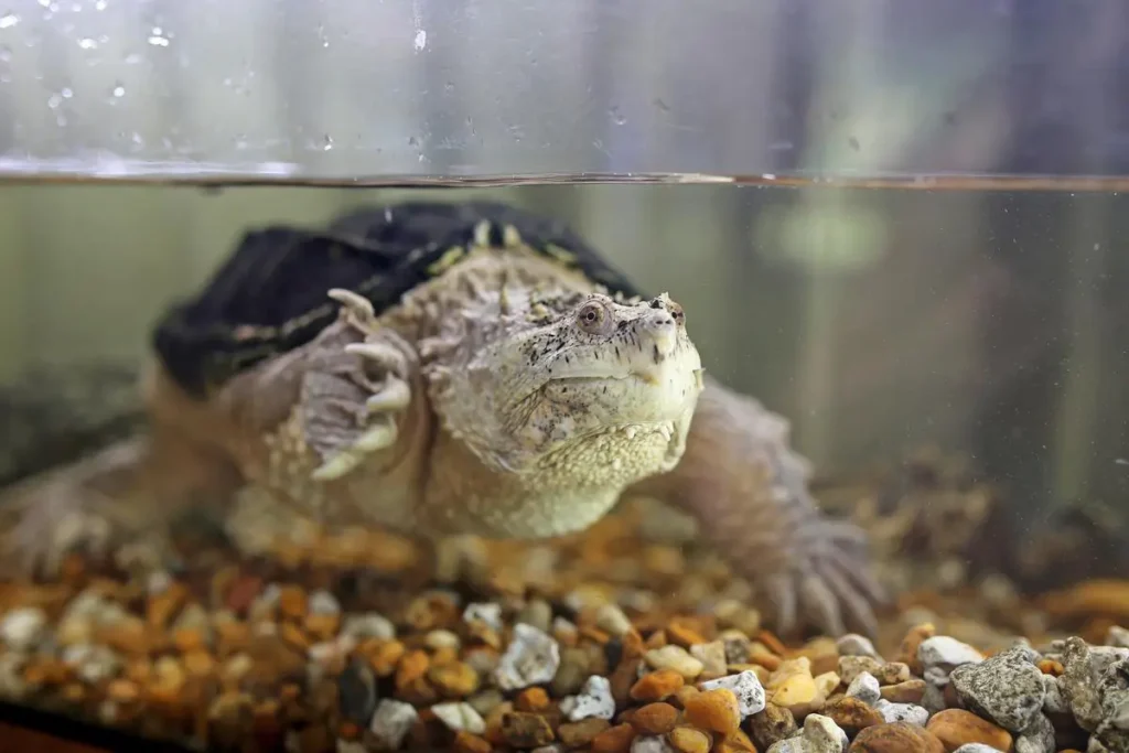 common-snapping-turtle-habitat-requirements