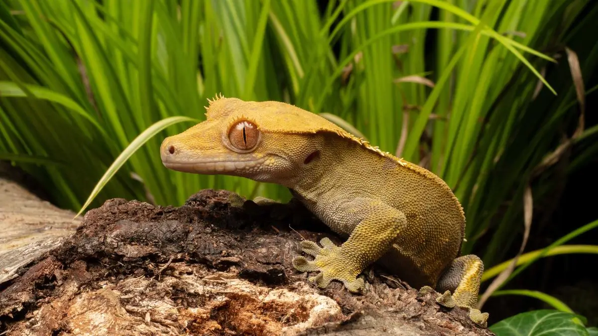 how-long-do-crested-geckos-live