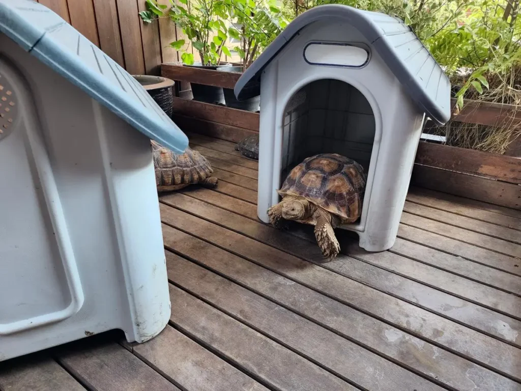 land-turtle-crawls-on-floor-house