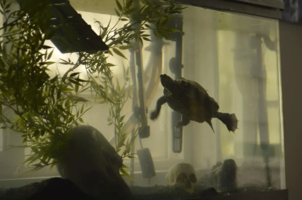 painted-turtle-swimming-tank