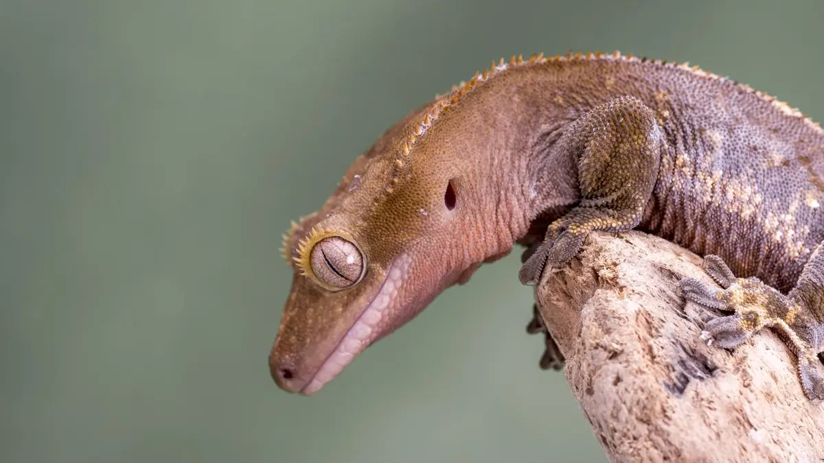 where-are-crested-geckos-from