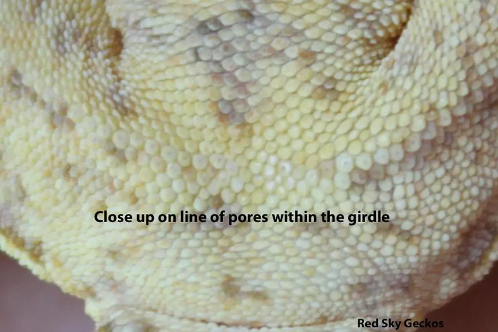 crested-gecko-preanal-pores