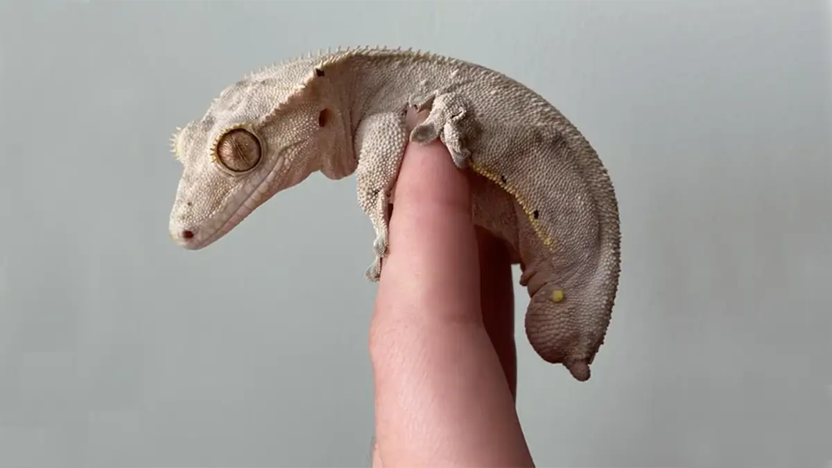 crested-gecko-tail-drop