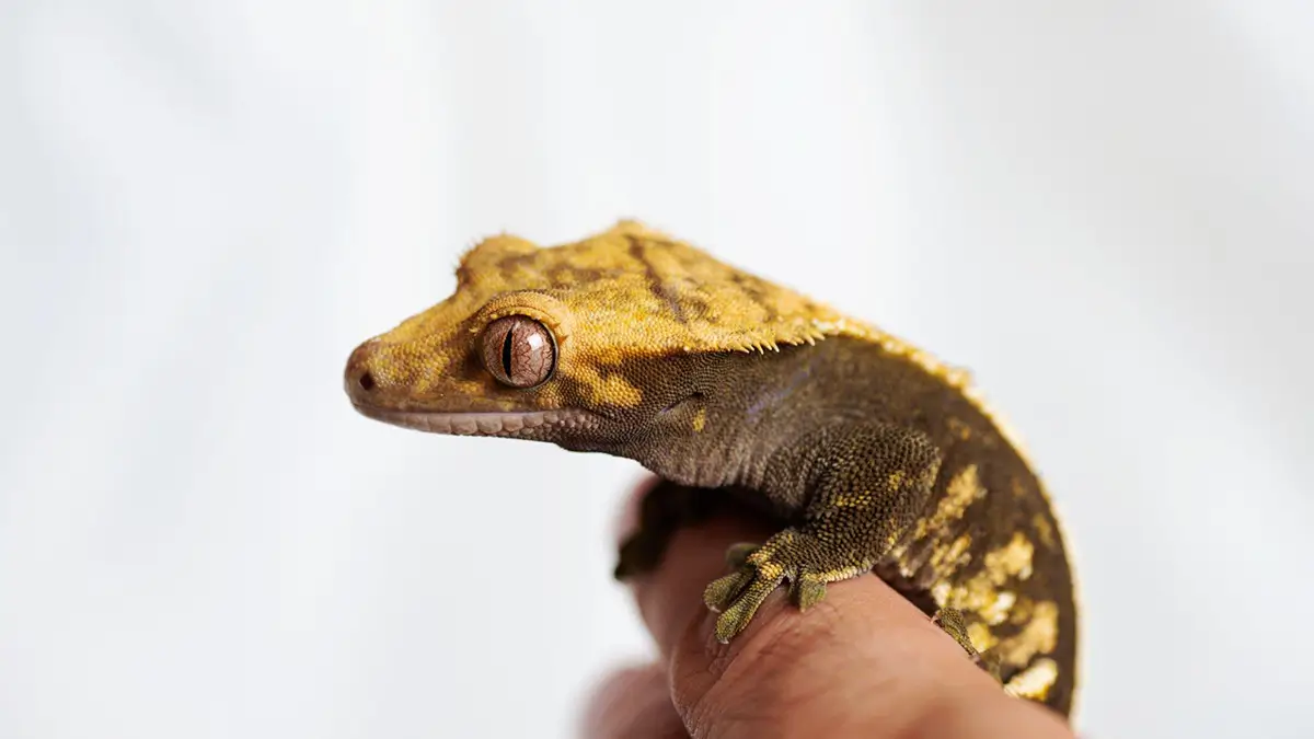 why-do-crested-gecko-fire-up